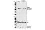 Serine/Threonine Kinase 4 antibody, 3681S, Cell Signaling Technology, Western Blot image 