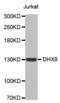 DExH-Box Helicase 9 antibody, abx004273, Abbexa, Western Blot image 