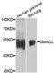 SMAD2 antibody, abx126596, Abbexa, Western Blot image 