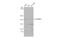 CD163 Molecule Like 1 antibody, GTX112752, GeneTex, Western Blot image 