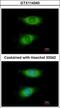 Cysteine Rich Protein 2 antibody, GTX114340, GeneTex, Immunocytochemistry image 