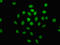 Minichromosome Maintenance Complex Component 4 antibody, LS-C670066, Lifespan Biosciences, Immunofluorescence image 