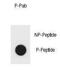 Inhibitor Of Nuclear Factor Kappa B Kinase Subunit Beta antibody, GTX53668, GeneTex, Dot Blot image 