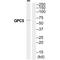 Glypican 5 antibody, A07532, Boster Biological Technology, Western Blot image 