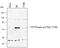 Cyclin Dependent Kinase Inhibitor 1B antibody, AF3994, R&D Systems, Western Blot image 
