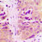 Mitochondrial Ribosomal Protein L18 antibody, LS-C368420, Lifespan Biosciences, Immunohistochemistry frozen image 