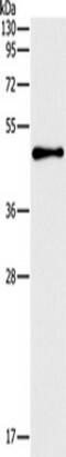 Activating enhancer-binding protein 2-beta antibody, TA350856, Origene, Western Blot image 