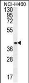 Putative cyclin-Y-like protein 3 antibody, PA5-48345, Invitrogen Antibodies, Western Blot image 