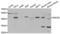 Histone Deacetylase 8 antibody, LS-C334326, Lifespan Biosciences, Western Blot image 