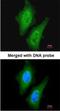 Serine/Threonine Kinase Like Domain Containing 1 antibody, NBP1-32687, Novus Biologicals, Immunofluorescence image 