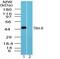 Thyrotropin Releasing Hormone Receptor antibody, PA1-41469, Invitrogen Antibodies, Western Blot image 