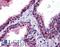 Protein-arginine deiminase type-1 antibody, LS-B5992, Lifespan Biosciences, Immunohistochemistry frozen image 