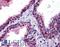 Peptidyl Arginine Deiminase 1 antibody, LS-B5992, Lifespan Biosciences, Immunohistochemistry frozen image 