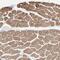 Coiled-Coil Domain Containing 80 antibody, PA5-51695, Invitrogen Antibodies, Immunohistochemistry frozen image 
