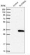 Solute Carrier Family 39 Member 9 antibody, NBP1-83760, Novus Biologicals, Western Blot image 