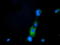 Phosphoribosyl Pyrophosphate Synthetase Associated Protein 2 antibody, TA501563, Origene, Immunofluorescence image 