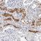 Solute Carrier Family 22 Member 12 antibody, NBP1-82500, Novus Biologicals, Immunohistochemistry frozen image 