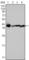 Nucleophosmin 1 antibody, abx011291, Abbexa, Western Blot image 