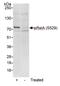 p65 antibody, A302-063A, Bethyl Labs, Western Blot image 