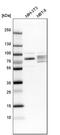 Exonuclease 3'-5' Domain Containing 2 antibody, PA5-52218, Invitrogen Antibodies, Western Blot image 