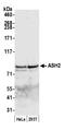 ASH2 Like, Histone Lysine Methyltransferase Complex Subunit antibody, A300-112A, Bethyl Labs, Western Blot image 