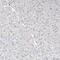 SED1 antibody, HPA002807, Atlas Antibodies, Immunohistochemistry frozen image 
