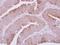 Glutaminyl-TRNA Synthetase antibody, LS-C155289, Lifespan Biosciences, Immunohistochemistry paraffin image 