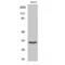 ADP/ATP translocase 3 antibody, LS-C382030, Lifespan Biosciences, Western Blot image 