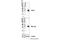 Three Prime Repair Exonuclease 1 antibody, 76892S, Cell Signaling Technology, Western Blot image 