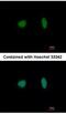 Minichromosome Maintenance Complex Component 4 antibody, NBP1-33105, Novus Biologicals, Immunocytochemistry image 