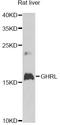 Obestatin antibody, LS-C747675, Lifespan Biosciences, Western Blot image 