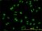 ADP Ribosylation Factor Like GTPase 6 Interacting Protein 4 antibody, H00051329-M09, Novus Biologicals, Immunofluorescence image 
