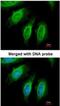 SH3 Domain Containing GRB2 Like 1, Endophilin A2 antibody, NBP1-33545, Novus Biologicals, Immunocytochemistry image 