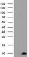 Cytochrome C Oxidase Subunit 6A1 antibody, GTX84671, GeneTex, Western Blot image 