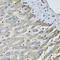 SCY1 Like Pseudokinase 1 antibody, abx005166, Abbexa, Western Blot image 