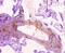 Sorting Nexin 20 antibody, CSB-PA022366EA01HU, Cusabio, Immunohistochemistry frozen image 
