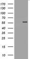 TNF Receptor Superfamily Member 8 antibody, LS-C175668, Lifespan Biosciences, Western Blot image 