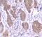 SMN antibody, M03420-1, Boster Biological Technology, Immunohistochemistry frozen image 