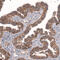 SHOC2 Leucine Rich Repeat Scaffold Protein antibody, HPA009164, Atlas Antibodies, Immunohistochemistry frozen image 