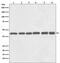 Beta-Actin antibody, H01263, Boster Biological Technology, Western Blot image 