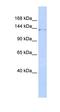 Zinc Finger Protein 445 antibody, orb324397, Biorbyt, Western Blot image 