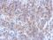 Katanin Catalytic Subunit A1 Like 1 antibody, NBP2-17021, Novus Biologicals, Immunohistochemistry frozen image 