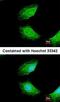 Protein Phosphatase 2 Phosphatase Activator antibody, orb18065, Biorbyt, Immunofluorescence image 