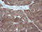 Mitogen-Activated Protein Kinase Kinase 3 antibody, LS-C174450, Lifespan Biosciences, Immunohistochemistry frozen image 