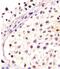 Developmental Pluripotency Associated 4 antibody, A10283-2, Boster Biological Technology, Immunohistochemistry paraffin image 