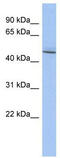 RNA Binding Motif Single Stranded Interacting Protein 3 antibody, TA345702, Origene, Western Blot image 