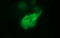 Tubulin Beta 2B Class IIb antibody, LS-C338133, Lifespan Biosciences, Immunofluorescence image 