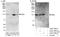 DIS3 Homolog, Exosome Endoribonuclease And 3'-5' Exoribonuclease antibody, A303-764A, Bethyl Labs, Western Blot image 