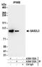 Growth Arrest Specific 2 Like 3 antibody, A304-152A, Bethyl Labs, Immunoprecipitation image 