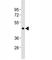 Caspase 4 antibody, F53383-0.4ML, NSJ Bioreagents, Western Blot image 